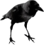 Brugeravatar