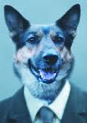 Brugeravatar