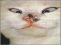 Brugeravatar
